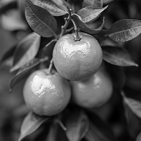 Nador Cott Protection v ASDA | What the High Court’s Stay Decision Means for IP Law